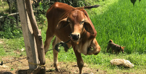 Thực hư chuyện cán bộ xã mang bò chính sách bán vào lò mổ