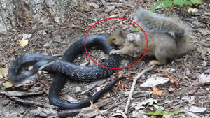 Clip: Sóc mẹ liều mạng tử chiến với rắn chuột để bảo vệ tổ