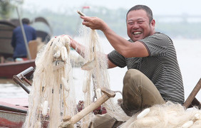 Theo chân nông dân Hưng Yên bắt cá mòi mùa sinh sản thu tiền triệu mỗi ngày
