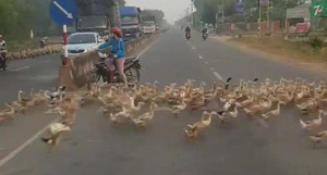 Clip: Hàng ngàn con vịt ở Tây Ninh sang đường đúng luật, dân mạng sửng sốt