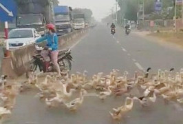 Đừng nói ‘vịt nghe sấm’ nữa nhé, ý thức giao thông còn hơn con người đấy!