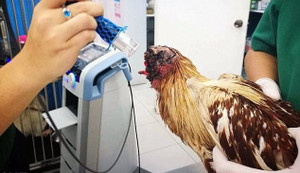 Clip: Kinh ngạc gà mất đầu vẫn sống khỏe re ở Thái Lan