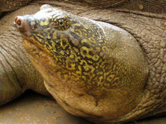 Rùa khổng lồ liên tục xé lưới và chuyện làm thịt cụ rùa 2,8 tạ ở Ba Vì