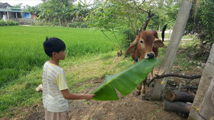 Bò chính sách bị bán vào lò mổ ở Quảng Trị: Cán bộ xã có dấu hiệu sai phạm
