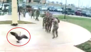 Clip: Ngỗng hung hãn tấn công khiến lính Mỹ sợ hãi