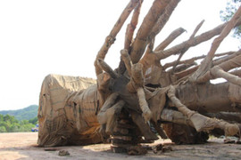 Cây 'khủng' như quái thú bỏ lại ven đường sau khi CSGT xử phạt