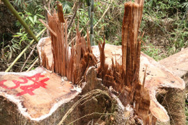 Điều tra nhóm lâm tặc ngang nhiên chặt phá rừng lim cổ thụ ở Quảng Nam
