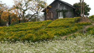 Video: Cánh đồng tam giác mạch trái mùa đẹp như 'chốn thần tiên' ở Hà Nội