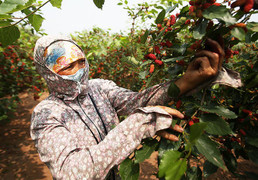 Video: Dân Hà Nội bắc ghế hái dâu, kiếm tiền triệu mỗi ngày