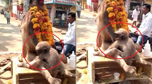 Rơi nước mắt nhìn khỉ con đau đớn ôm xác mẹ qua đời vì điện giật