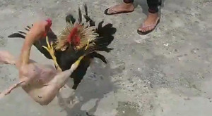 Clip: Gà trụi lông chiến đấu ác liệt với đối thủ đẹp mã