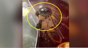 Clip: Cua tinh ranh xòe càng bám chặt vách nồi lẩu để không bị nấu chín