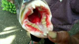 Clip: 'Quái cá' có hàm răng đều tăm tắp giống người gây sốc