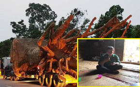 Cây 'quái thú' vi vu trên quốc lộ: Nghi làm giả hồ sơ nguồn gốc