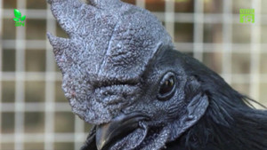 Thăm trang trại gà mặt quỷ quý hiếm, đắt nhất thế giới ở Bình Dương