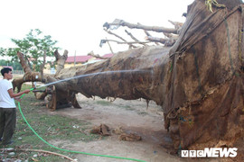 Cây 'quái thú' vi vu trên quốc lộ: Vừa chối đây đẩy, phó chủ tịch xã lại thừa nhận chữ ký trên hồ sơ