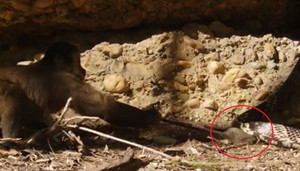 Clip: Khỉ láu cá cướp chuột từ miệng rắn ngoạn mục