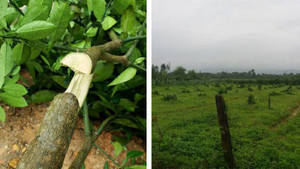 Gần 200 cây bưởi Phúc Trạch bị chặt ngang gốc trong đêm