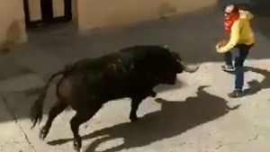 Tham gia lễ hội, người đàn ông bị bò tót húc chết