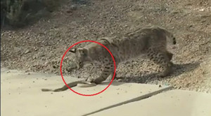 Clip: Cậy miễn nhiễm nọc độc, linh miêu ngoạm đầu kết liễu rắn chuông