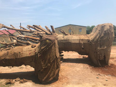 Kiểm lâm trả lại 2 cây đa khổng lồ cho chủ sở hữu