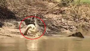 Clip: Cá sấu khổng lồ xé xác, xơi tái đồng loại gây sốc