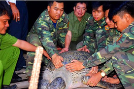 Từ chối 150 triệu đồng, ngư dân quyết thả rùa 120 kg về biển