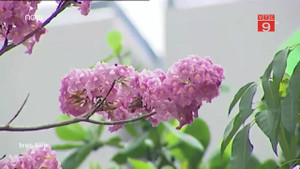 Clip: Ngắm 'hoa anh đào phiên bản Việt' bung nở khắp phố Sài Gòn