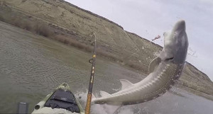 Clip: Cá khủng nặng 1,3 tạ tung mình quẫy đuôi, suýt làm lật thuyền cần thủ