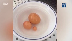 Mua ốc về ăn, vớ được ngọc ốc trị giá cả triệu USD