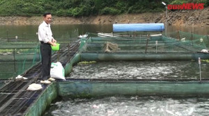 Video: Đàn cá điêu hồng nuôi bằng tỏi của lão nông Thái Nguyên cho 2 tỷ mỗi năm