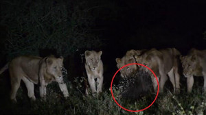 Clip: Nhím xù gai sắc nhọn, một mình đánh bại 7 sư tử