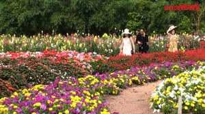 Video: Lạc vào thung lũng hoa bốn mùa đẹp như cổ tích ở Hồ Tây