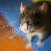 Nghi án chuột nghiện ma túy, ăn hơn nửa tấn cần sa trong sở cảnh sát