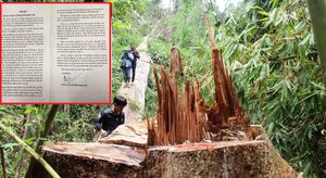 Lâm tặc thảm sát rừng Quảng Nam: Phó Chủ tịch tỉnh viết tâm thư gửi kiểm lâm