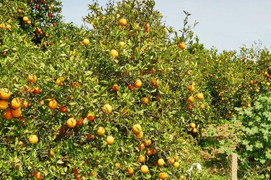 Blockchain - công nghệ giúp nông dân bán hàng khắp thế giới