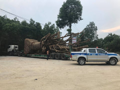 Dùng giấy phép chở thiết bị để chở cây đa khổng lồ ở Huế: Tổng cục Đường bộ lên tiếng