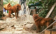 Những chuyện ly kỳ về 'sói lửa' trên cao nguyên Bắc Hà