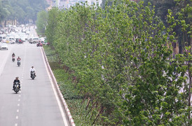 Video: Hàng cây lá phong mới trồng trổ lá xanh mướt trên phố Hà Nội