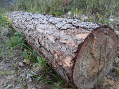 Rừng thông cổ thụ ở Lâm Đồng bị lâm tặc tàn phá