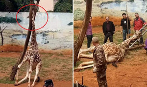 Clip: Kẹt đầu vào chạc cây trong lúc gãi ngứa, hươu cao cổ chết thảm