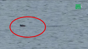 Rùa nghi giống rùa Hoàn Kiếm ở Sơn Tây được phát hiện thế nào?