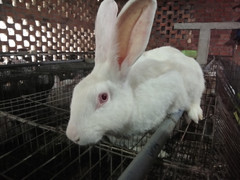 Bắt được con thỏ trắng bị lạc, người phụ nữ ở Đắk Lắk thu cả trăm triệu đồng mỗi năm