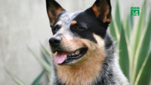 Chú chó cứu bé gái 3 tuổi lạc trong rừng ở Australia