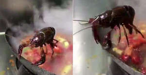 Clip: Tôm kiên cường bám vào thành nồi để không bị nấu chín