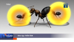 Loài kiến 'cảm tử' tự nổ bụng, phóng chất độc lên kẻ thù để bảo vệ tổ