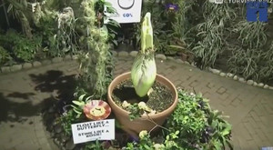 Ngàn người đổ xô đi ngắm hoa xác thối khổng lồ 10 năm nở 1 lần