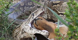 Khám phá vùng đất kỳ bí đầy hang động và trăn rắn khổng lồ