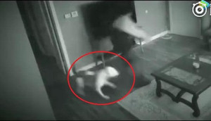 Xôn xao clip trộm đột nhập nhà cô gái, bị chó lao ra cắn tơi tả