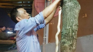 Bắt được rắn hổ mang 'khủng' ở sân chơi chung cư Hà Nội